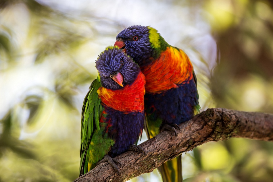 ವಸಂತಕ್ಕೊಂದು ಪ್ರೇಮಿಗಳ ಕತೆ: ಅನಿವಾಸಿಯ ಆಸ್ಟ್ರೇಲಿಯಾ ಪತ್ರ