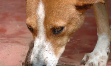 ನಿಜದ ನಾಯಿಯೂ ಮಾಟದ ನಾಯಿಯೂ: ಅಬ್ದುಲ್ ರಶೀದ್ ಅಂಕಣ