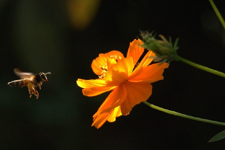 ಸಂಕ್ರಾಂತಿಯ ಹೊತ್ತಿಗೆ  ಮತ್ತೆ ಕೆಂಡಸಂಪಿಗೆ