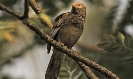 ಭೂತದ ತೋಟದಲ್ಲಿ ಬಾಯಿಬಡುಕ ಹಕ್ಕಿ: ಮುನವ್ವರ್ ಜೋಗಿಬೆಟ್ಟು ಕಥನ