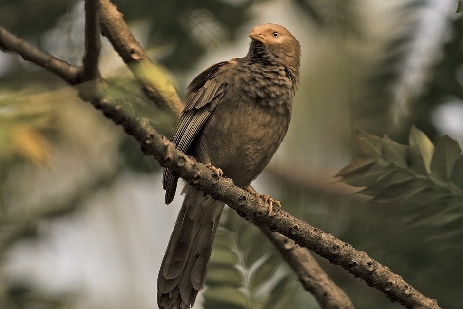 ಭೂತದ ತೋಟದಲ್ಲಿ ಬಾಯಿಬಡುಕ ಹಕ್ಕಿ: ಮುನವ್ವರ್ ಜೋಗಿಬೆಟ್ಟು ಕಥನ