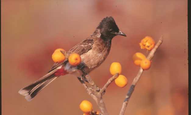 ಕೃಪಾಕರ ಸೇನಾನಿ ತೆಗೆದ ಈ ದಿನದ ಫೋಟೋ