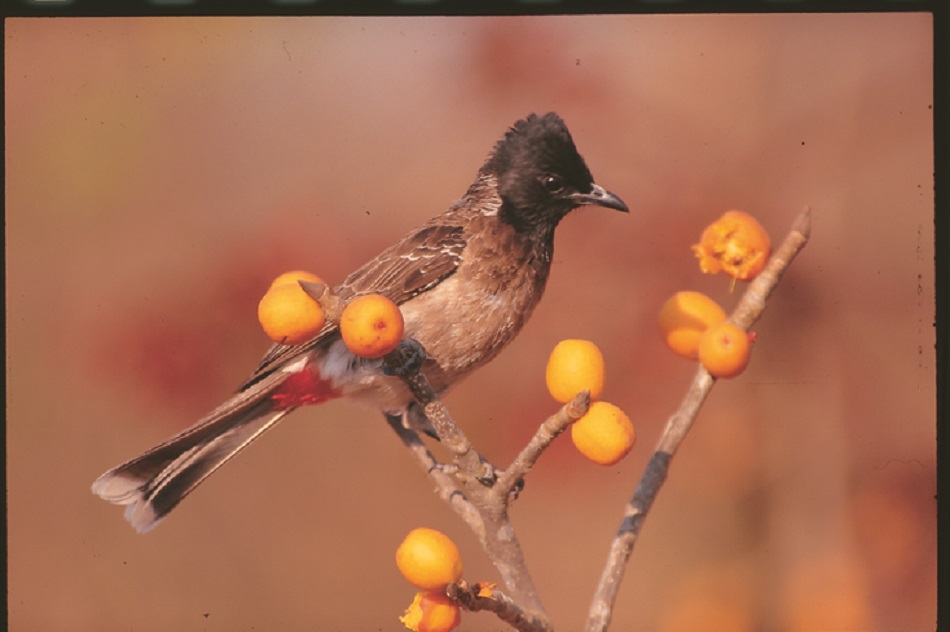 ಕೃಪಾಕರ ಸೇನಾನಿ ತೆಗೆದ ಈ ದಿನದ ಫೋಟೋ