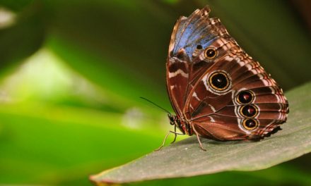 ತರೀಕೆರೆ ಏರಿಯಾ – ಚಿಟ್ಟೆಗಳ ಕಲಾವಿದೆ