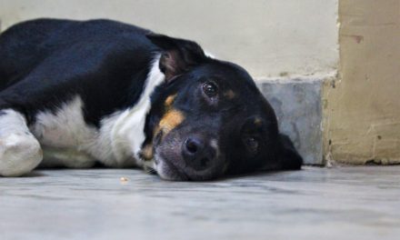 ತರೀಕೆರೆ ಏರಿಯಾ: ಮುಂದುವರಿದ ನಾಯಿಪುರಾಣ