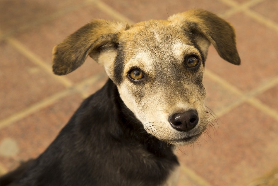 ತರೀಕೆರೆ ಏರಿಯಾ: ನಾಯಿಪುರಾಣದ ಮೊದಲ ಕಂತು