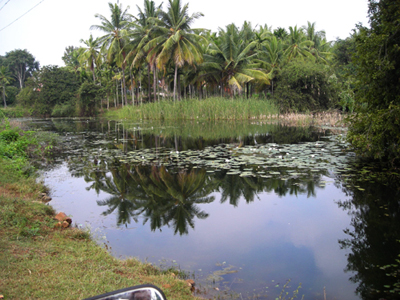 ತರೀಕೆರೆ ಕಾಲಂ: ಬಂಗಾಳದ ಪುಖೂರ್‌ಗಳು