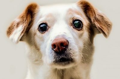 ಚಿಂಟೂ ನೆನಪಲ್ಲಿ ನಾಯಿಗಳ ಕುರಿತು: ಡಾಕ್ಟರ್ ನಾಗರಾಜ್ ಬರಹ