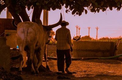 ಹಸು ಸಾಕುವ ಕಷ್ಟಸುಖಗಳು: ಎ.ಪಿ.ರಾಧಾಕೃಷ್ಣ ಬರಹ