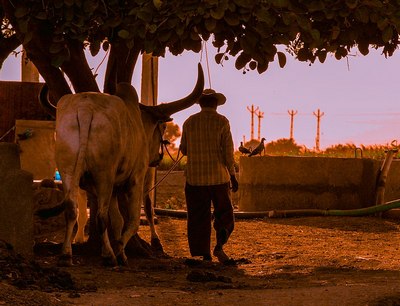 ಹಸು ಸಾಕುವ ಕಷ್ಟಸುಖಗಳು: ಎ.ಪಿ.ರಾಧಾಕೃಷ್ಣ ಬರಹ