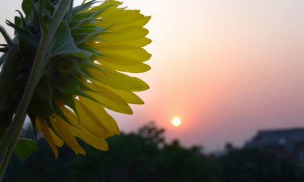 ಅನಿವಾಸಿ ಆಸ್ಟ್ರೇಲಿಯಾ ಪತ್ರ