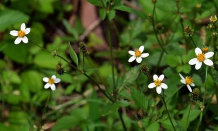 ಹಳೆಯ ಕಾಲದ ಮನೋಚಿಕಿತ್ಸಕ ಡಾಕ್ಟರ ಕಥೆ : ಅಬ್ದುಲ್ ರಶೀದ್ ಅಂಕಣ