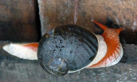 ಗೆಳೆಯನಂತಿರುವ ಈ ಚೆಲುವ ಬಸವನ ಹುಳ: ಅಬ್ದುಲ್ ರಶೀದ್ ಅಂಕಣ