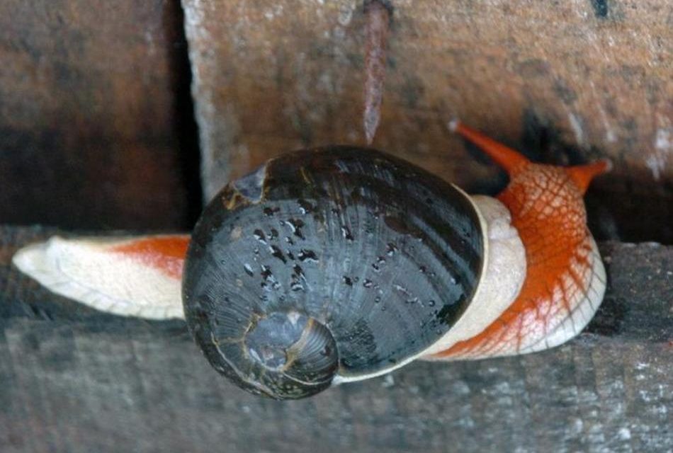 ಗೆಳೆಯನಂತಿರುವ ಈ ಚೆಲುವ ಬಸವನ ಹುಳ: ಅಬ್ದುಲ್ ರಶೀದ್ ಅಂಕಣ