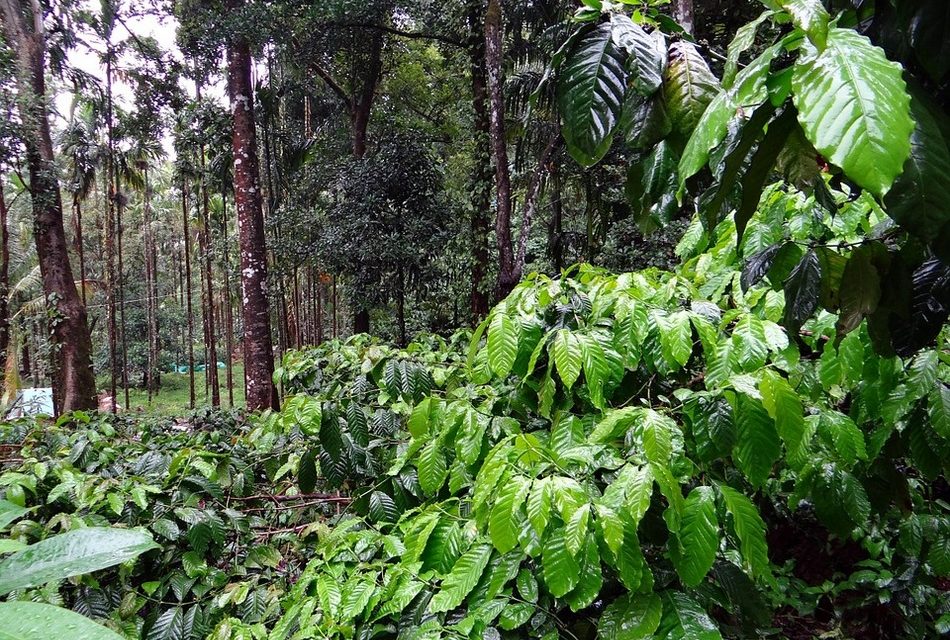 ರುಕ್ಮಿಣಿ ಎಂಬ ಮಹಿಳಾ ರೈಟರ್: ಅಬ್ದುಲ್ ರಶೀದ್ ಅಂಕಣ