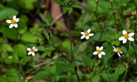 ‘ಕೆಂಡಸಂಪಿಗೆ’ ಎಲ್ಲೆ ಹೋಗಿದ್ದಿ?:ಪ್ರಶಾಂತ ಆಡೂರ ಸ್ವಾಗತ