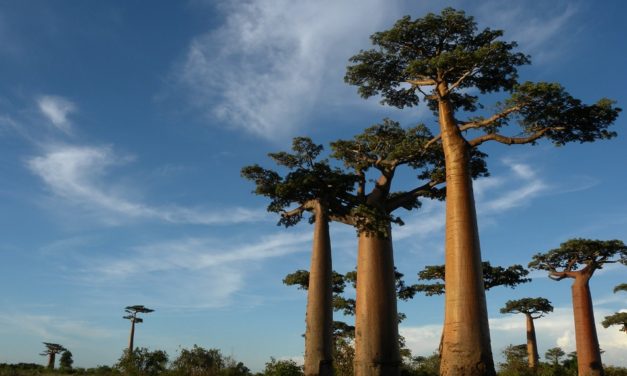 ಪ್ಯಾಪಿಲಾನ್ ಬರೆದ ಮಡಗಾಸ್ಕರ್ ಸಮಾಚಾರ