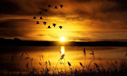 ಕವಿಯ ಕಂಪೌಂಡಿನ ಸೀಬೆಮರ : ಅಬ್ದುಲ್ ರಶೀದ್ ಅಂಕಣ