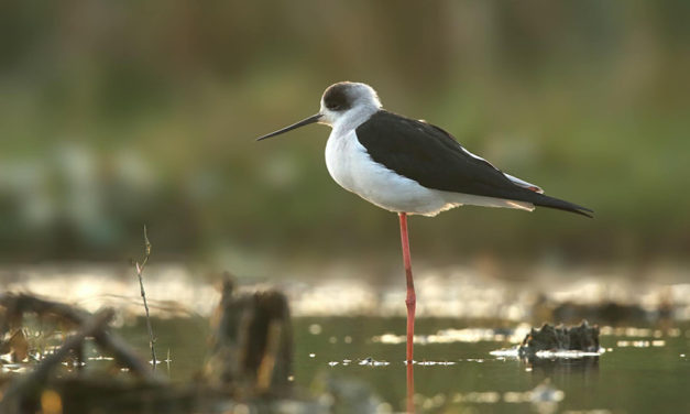 ಲೀಲಾ ಅಪ್ಪಾಜಿ ತೆಗೆದ ಕಪ್ಪು ರೆಕ್ಕೆಯ ಮೆಟ್ಟುಗೋಲು ಹಕ್ಕಿಯ ಚಿತ್ರ.