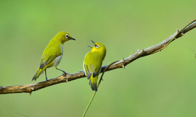 ರಘುಕುಮಾರ್ ಕ್ಯಾಮರಾ ಕಣ್ಣಲ್ಲಿ ಬೆಳ್ಗಣ್ಣ ಹಕ್ಕಿಗಳು.