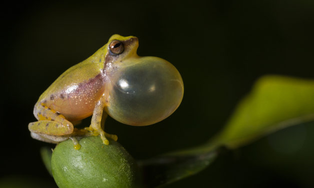 ಕಾರ್ತಿಕ್ ತೆಗೆದ ವೆರಿಯಬಲ್ ಬುಷ್ ಫ್ರಾಗ್ ಚಿತ್ರ.
