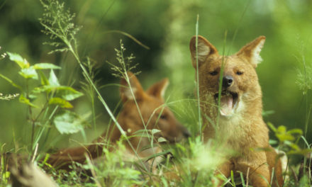 ಕೃಪಾಕರ ಸೇನಾನಿ ಹೇಳಿದ ಕಾಡುನಾಯಿಗಳ ಕಥಾನಕ