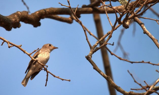 ಎಂ.ಆರ್. ಭಗವತಿ ಸೆರೆಹಿಡಿದ ಟೈಗಾ ಫ್ಲೈಕ್ಯಾಚರ್