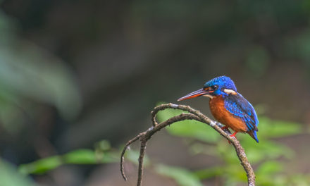 ನಾಗೇಶ್ ತೆಗೆದ ಮಿಂಚುಳ್ಳಿಯ ಚಿತ್ರ