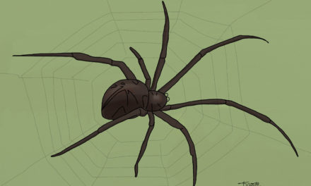 ಜೇಡ: ಶೇಷಗಿರಿ ಜೋಡಿದಾರ್ ಬರೆದ ದಿನದ ಕವಿತೆ