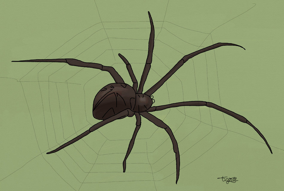 ಜೇಡ: ಶೇಷಗಿರಿ ಜೋಡಿದಾರ್ ಬರೆದ ದಿನದ ಕವಿತೆ