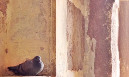 ಹಕ್ಕಿಯ ಹಿಕ್ಕೆ ಮತ್ತು ಆರ್ಕಿಟೆಕ್ಚರ್:ವಸ್ತಾರೆ  ಪಟ್ಟಣ ಪುರಾಣ