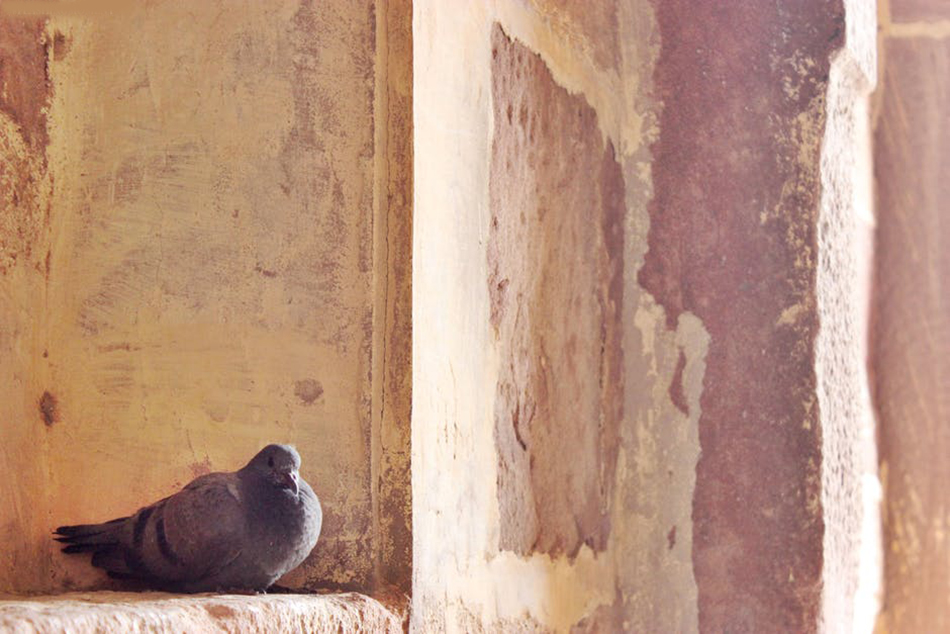 ಹಕ್ಕಿಯ ಹಿಕ್ಕೆ ಮತ್ತು ಆರ್ಕಿಟೆಕ್ಚರ್:ವಸ್ತಾರೆ  ಪಟ್ಟಣ ಪುರಾಣ