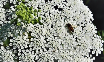 ಉಗಾದಿಯ ನೆನೆಯುತ್ತ:ತರೀಕೆರೆ ಅಂಕಣ