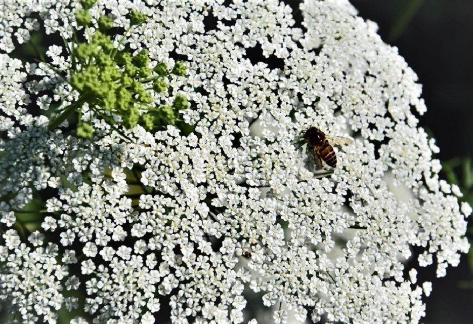 ಉಗಾದಿಯ ನೆನೆಯುತ್ತ:ತರೀಕೆರೆ ಅಂಕಣ