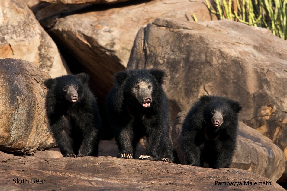 ಪೊಂಪಯ್ಯ ಮಳೀಮಠ್ ತೆಗೆದ ಕರಡಿಗಳ ಚಿತ್ರ.