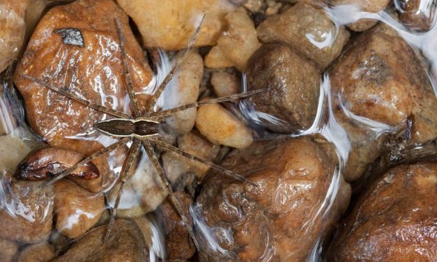 ವಿಪಿನ್ ಬಾಳಿಗ ತೆಗೆದ ಈ ದಿನದ ಚಿತ್ರ