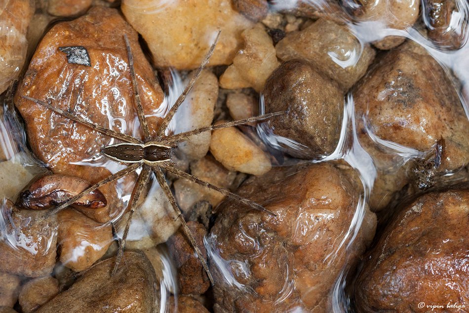 ವಿಪಿನ್ ಬಾಳಿಗ ತೆಗೆದ ಈ ದಿನದ ಚಿತ್ರ