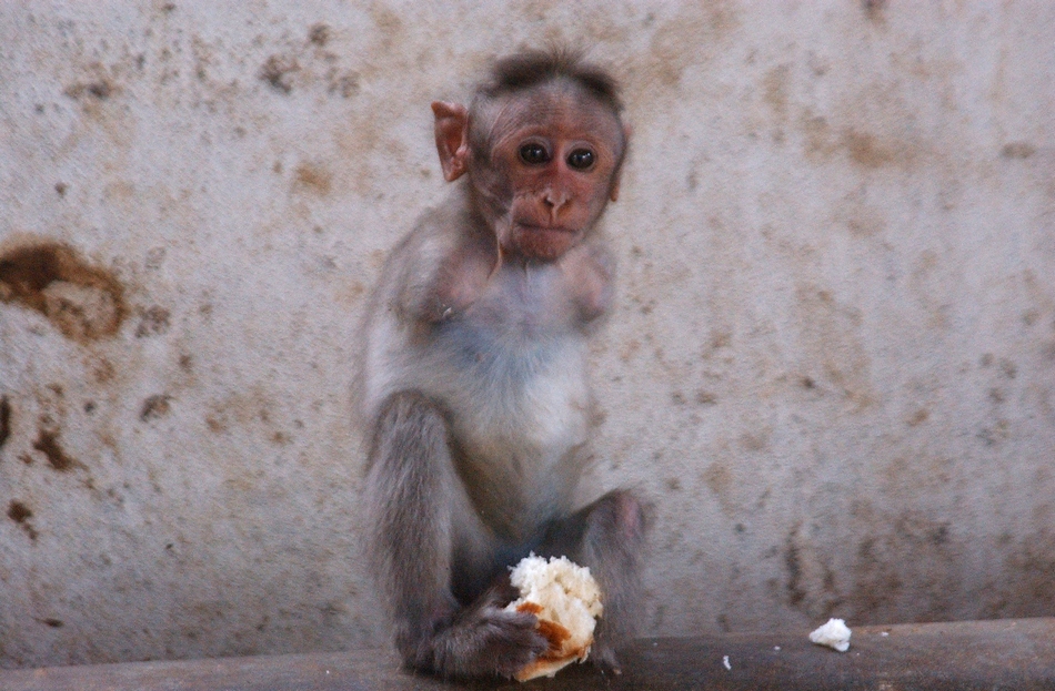 ನೇತ್ರರಾಜು ಹಿಡಿದ ಈ ದಿನದ ಫೋಟೋ
