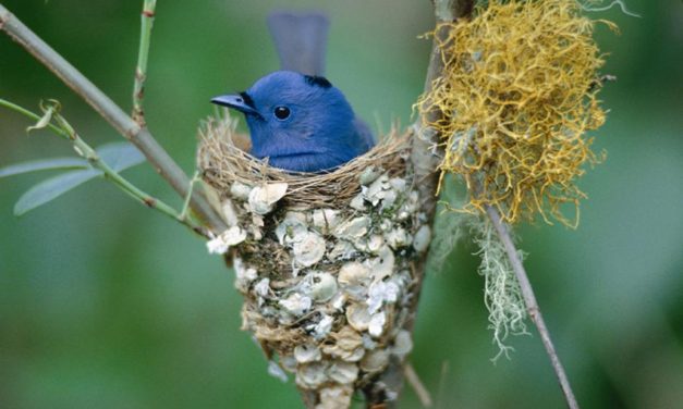 ಕೃಪಾಕರ ಸೇನಾನಿ ಸೆರೆ ಹಿಡಿದ ನೀಲಿ ಮೊನಾರ್ಕ್ ಹಕ್ಕಿ