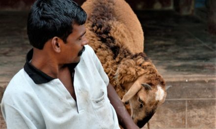 ಬನ್ನಿಕುಪ್ಪೆಯ ಕುರಿ ಮತ್ತು ಅದರ ಧಣಿಯ ಫೋಟೋ