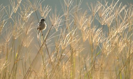 ಗೌರೀಶ್ ಕಪನಿ ತೆಗೆದ ಈ ದಿನದ ಚಿತ್ರ