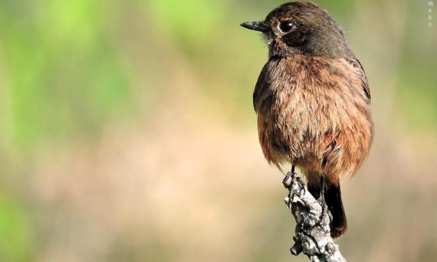 ರಘು ಕುಮಾರ್ ತೆಗೆದ ಹಕ್ಕಿಯ ಚಿತ್ರ