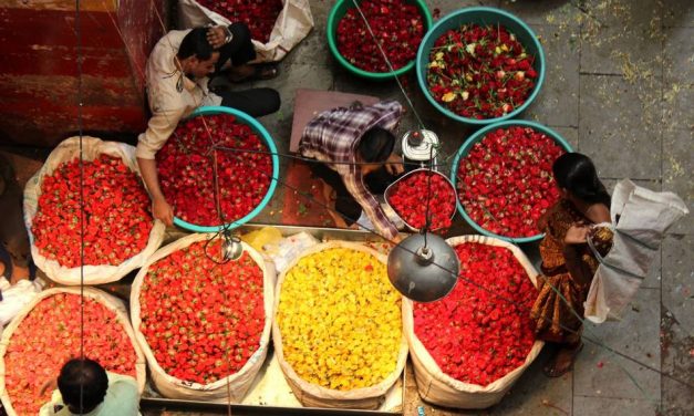 ಉಷಾ ಬಿ. ಎನ್ ತೆಗೆದ ಈ ದಿನದ ಚಿತ್ರ