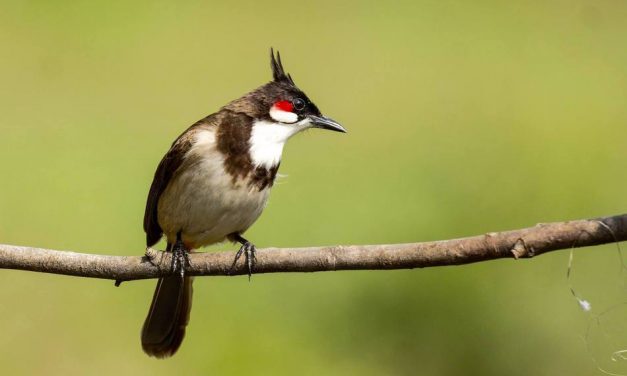 ಭಗವತಿ ಎಂ ಆರ್ ತೆಗೆದ ಕೆಮ್ಮೀಸೆ ಪಿಕಳಾರದ  ಚಿತ್ರ