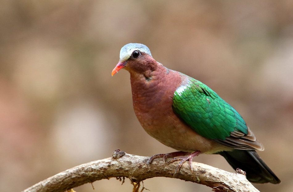 ಸ್ವರೂಪ್ ಭಾರದ್ವಾಜ್ ತೆಗೆದ ಪಚ್ಚೆ ಪಾರಿವಾಳದ ಚಿತ್ರ