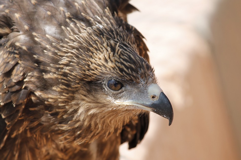 ‘ಹದ್ದು’ ಮೀರಿದ ಹಾದಿ:ಭಗವತಿ ಬರೆಯುವ ಅಲಕ್ಷಿತ ಹಕ್ಕಿಗಳ ಕಥನ