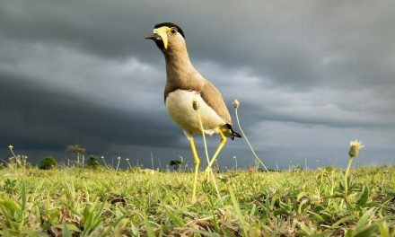 ಲೋಕೇಶ್ ಮೊಸಳೆ ತೆಗೆದ ಹಳದಿ ಟಿಟ್ಟಿಬ ಹಕ್ಕಿಯ ಚಿತ್ರ