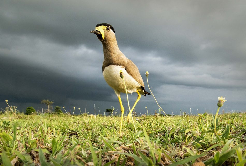 ಲೋಕೇಶ್ ಮೊಸಳೆ ತೆಗೆದ ಹಳದಿ ಟಿಟ್ಟಿಬ ಹಕ್ಕಿಯ ಚಿತ್ರ