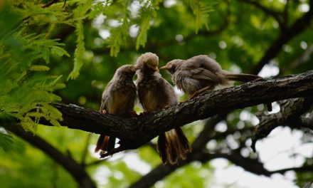 ಗಿರೀಶ್ ಕುಮಾರ್ ತೆಗೆದ ಹರಟೆ ಮಲ್ಲ ಹಕ್ಕಿಗಳ ಚಿತ್ರ