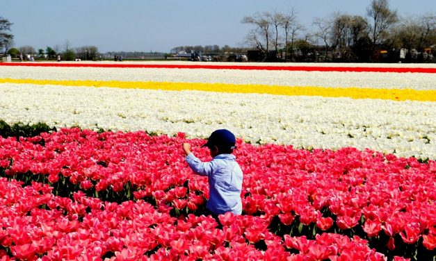 ನಗುವ ಹೂಗಳ ಕಿನ್ನರ ದೇಶ ನೆದರ್ ಲ್ಯಾಂಡ್ಸ್